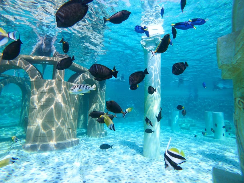 Seapark: Swimming in Pool Aquarium with Authentic Creatures - Lunch with a view: meatballs, chicken, or fish, plus fruits and a soft drink