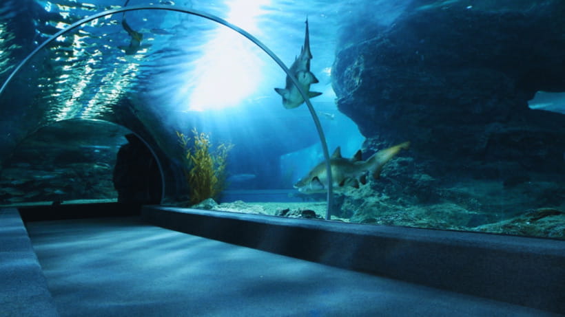 Seoul: Lotte World Aquarium Ticket - Key Things That Make This Aquarium Ticket Worth It