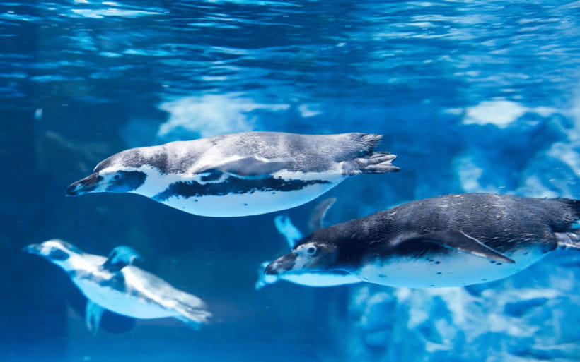 Seoul: Lotte World Aquarium Ticket - Lotte World Aquarium’s Main Tank: Why the First Look Feels Big