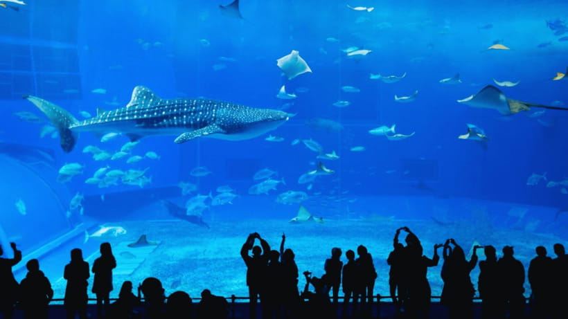 Seoul: Lotte World Aquarium Ticket - Five-Ocean Themes and 13 Exhibits: How the Route Works