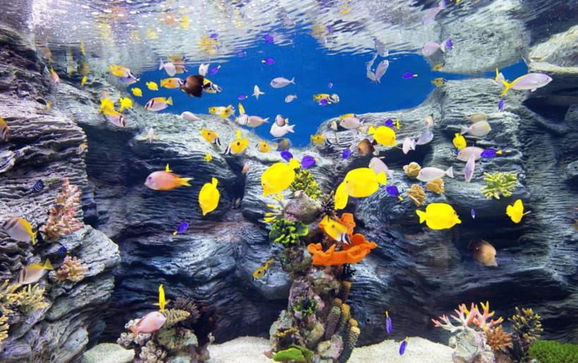 Seoul: Lotte World Aquarium Ticket - 650 Species Across 5 Oceans: What You’re Really Paying For