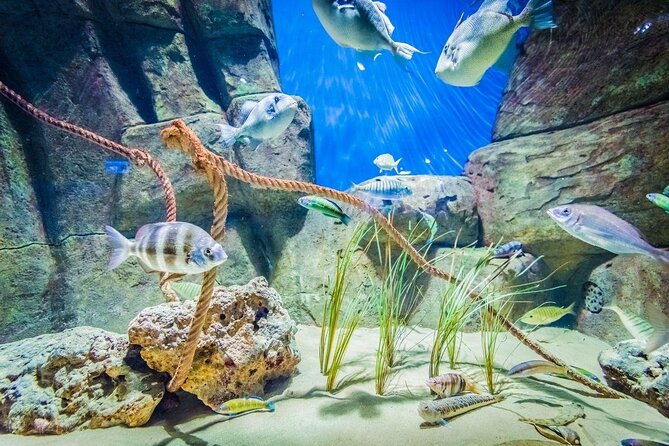 Seville Aquarium Admission Ticket - Key highlights at a glance