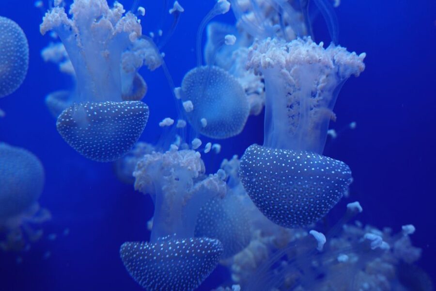 Seville Aquarium Admission Ticket - Price and value: does $20 make sense for what you get?
