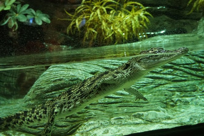 Seville Aquarium Admission Ticket - The five themed zones: five names, one continuous walking route