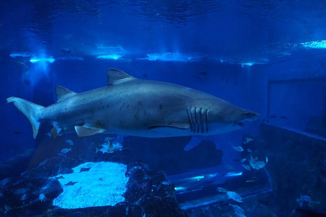 Seville Aquarium Admission Ticket - What a 90-minute visit really feels like