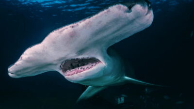 Shanghai: The Marine Wonders at Shanghai Ocean Aquarium - Conservation Messaging That Actually Fits the Visit