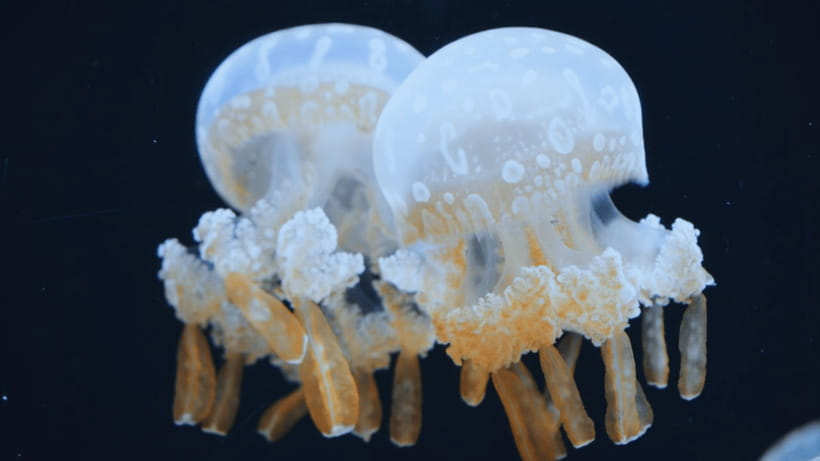 Shanghai: The Marine Wonders at Shanghai Ocean Aquarium - Family-Tested Enjoyment (Including for Young Kids)