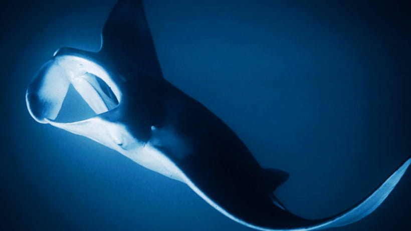 Shanghai: The Marine Wonders at Shanghai Ocean Aquarium - Should You Book the Shanghai Ocean Aquarium Marine Wonders Ticket?