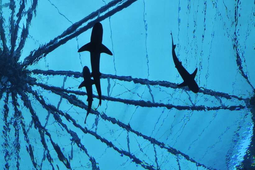 Singapore: Singapore Oceanarium Entrance E-Ticket - Spirit of Exploration: keeping the day forward-looking