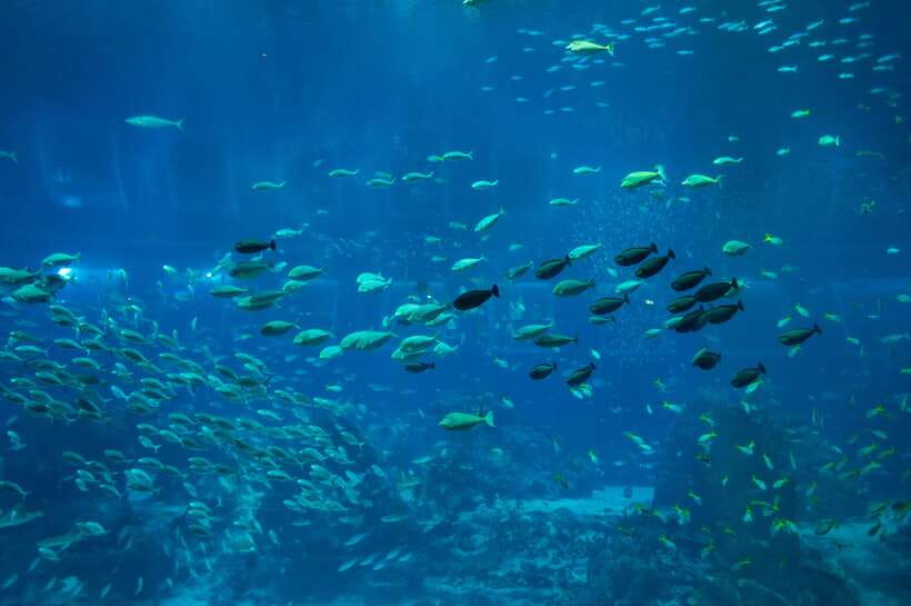 Singapore: Singapore Oceanarium Entrance E-Ticket - Price and value: is $39 a fair deal?