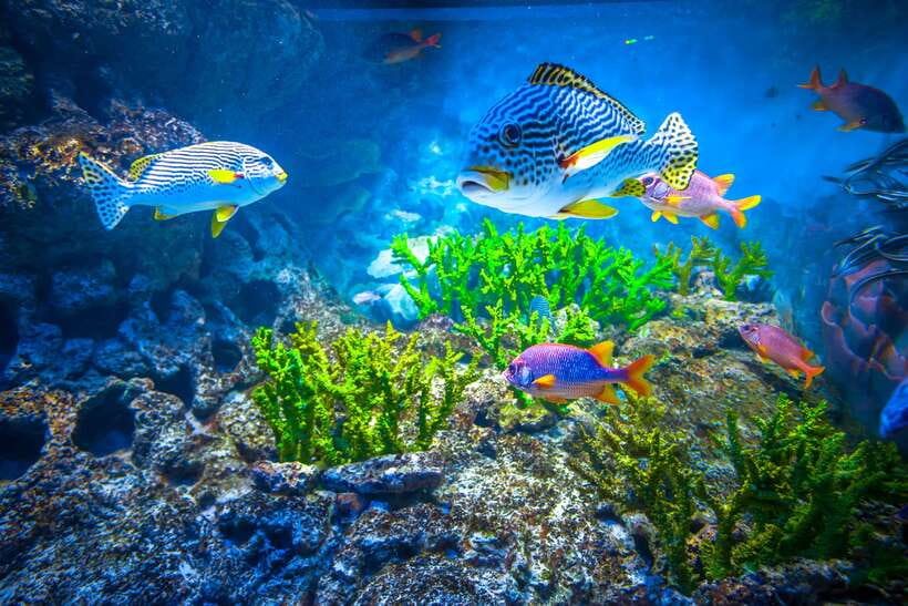 Singapore: Singapore Oceanarium Entrance E-Ticket - Practical tips: making your entry smooth with e-tickets