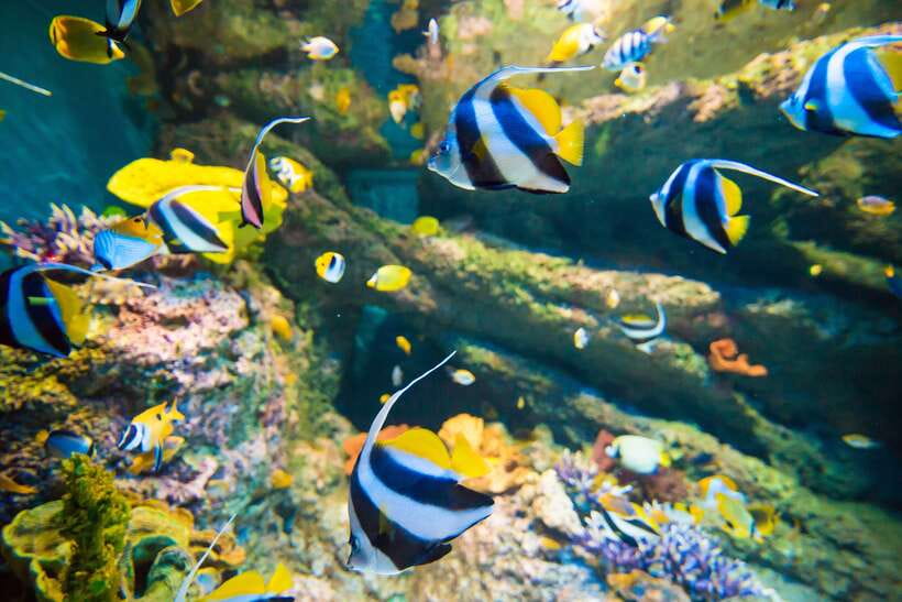 Singapore: Singapore Oceanarium Entrance E-Ticket - FAQ