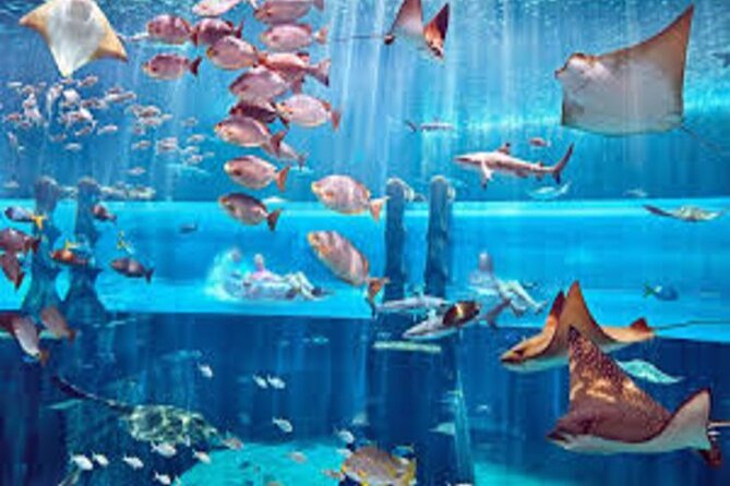 Skip The Line : Atlantis Lost Chambers Aquarium - Main tank, sharks, and how to enjoy the layout
