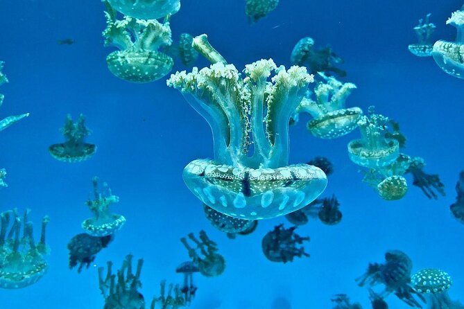 Skip the Ticketing Line: Aquarium of the Pacific General Admission Ticket - Key Highlights to Prioritize
