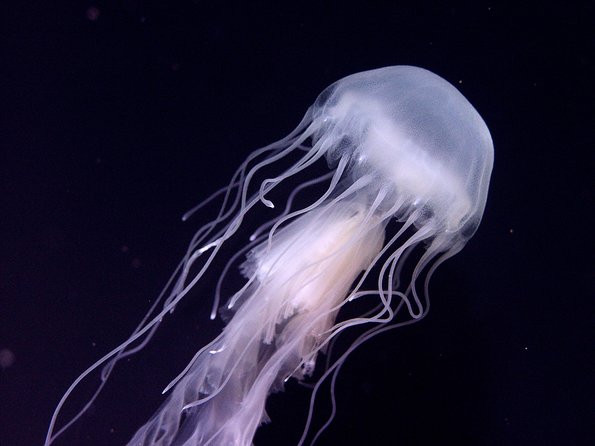 Skip the Ticketing Line: Aquarium of the Pacific General Admission Ticket - What You Really Get for $44.95