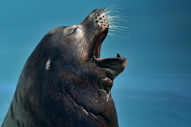 Skip the Ticketing Line: Aquarium of the Pacific General Admission Ticket - Shows and Pacific Visions: Indoors Worth Your Time