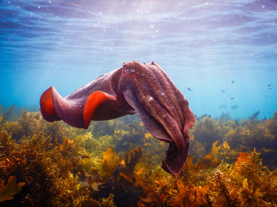 Snorkeling Tour: Discover Sydney’s impressive sea life - Key tour takeaways