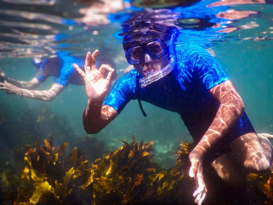 Snorkeling Tour: Discover Sydney’s impressive sea life - Clovelly and the Bronte-Coogee reserve: what makes this snorkeling area work