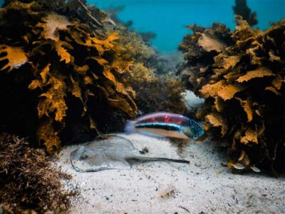 Snorkeling Tour: Discover Sydney’s impressive sea life - Price and value for a 90-minute tour at $69
