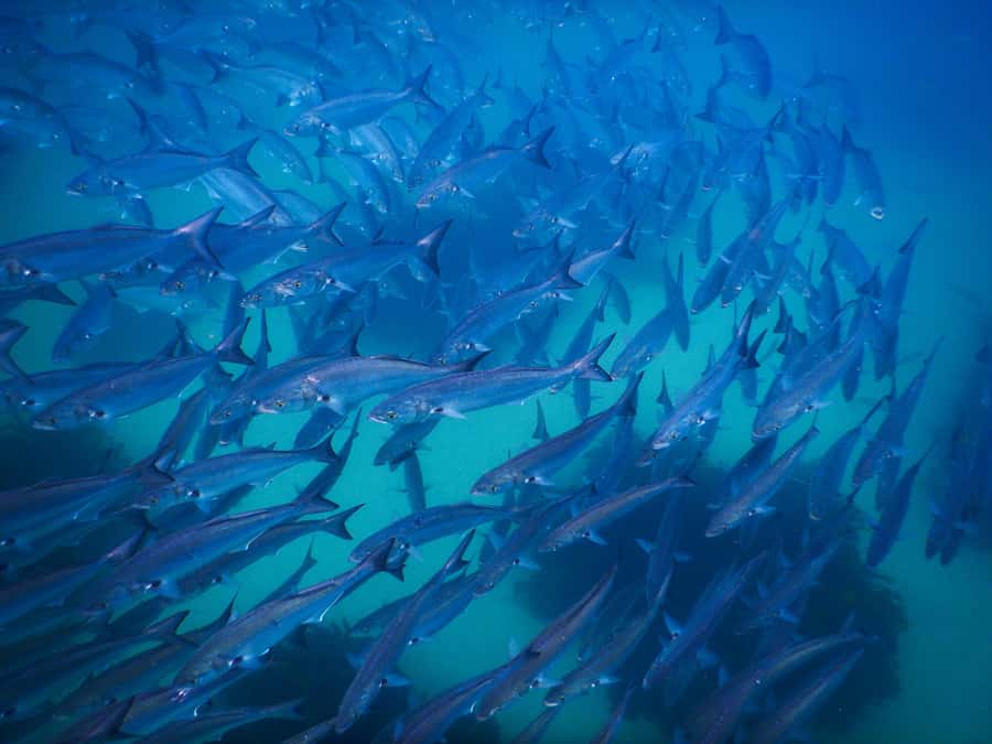 Snorkeling Tour: Discover Sydney’s impressive sea life - Safety briefing and gear fit: where beginners feel normal fast