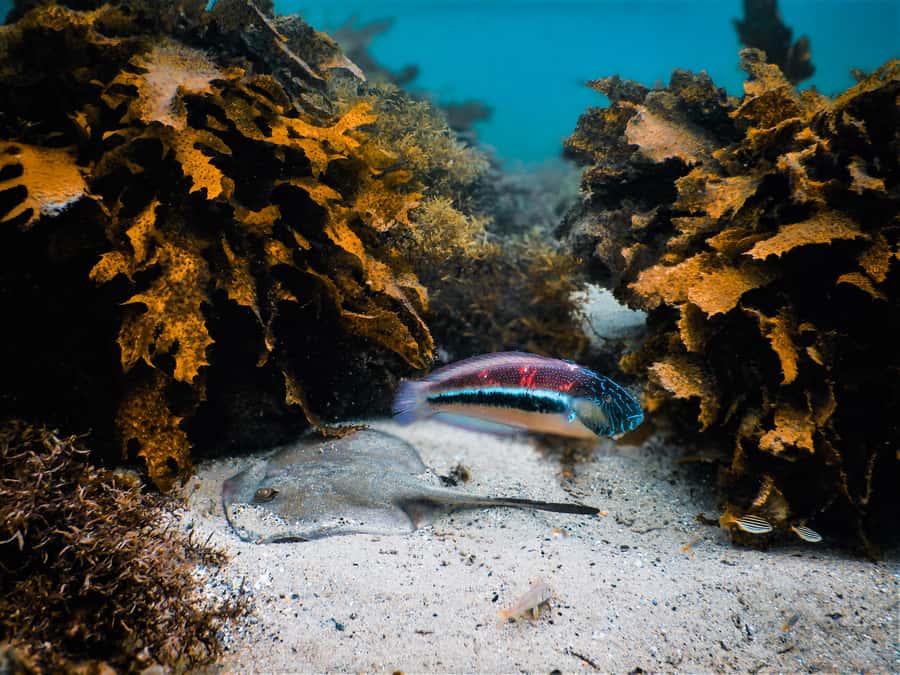 Snorkeling Tour: Discover Sydney’s impressive sea life - Price and value for a 90-minute tour at $69