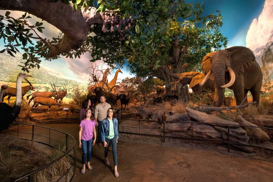 Springfield: Wonders of Wildlife National Museum & Aquarium - Wildlife Galleries and the Boone and Crockett Heads & Horns