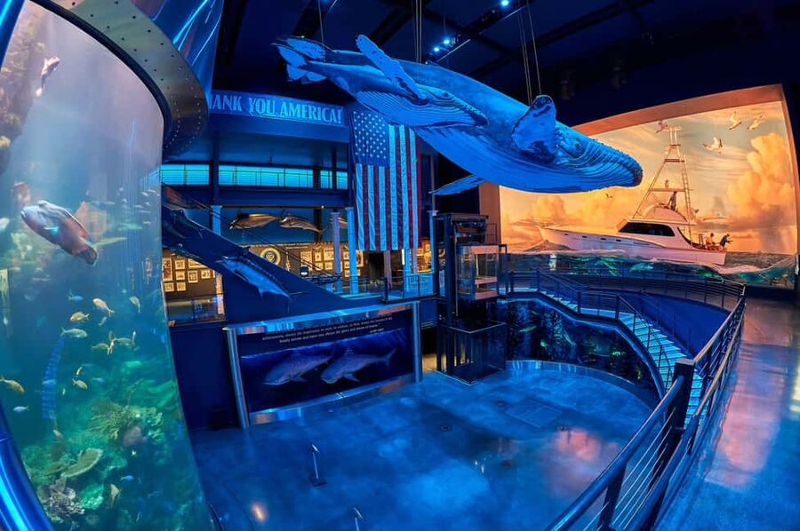 Springfield: Wonders of Wildlife National Museum & Aquarium - Touch Pools and Presentations: Hands-On Learning That Actually Feels Fun