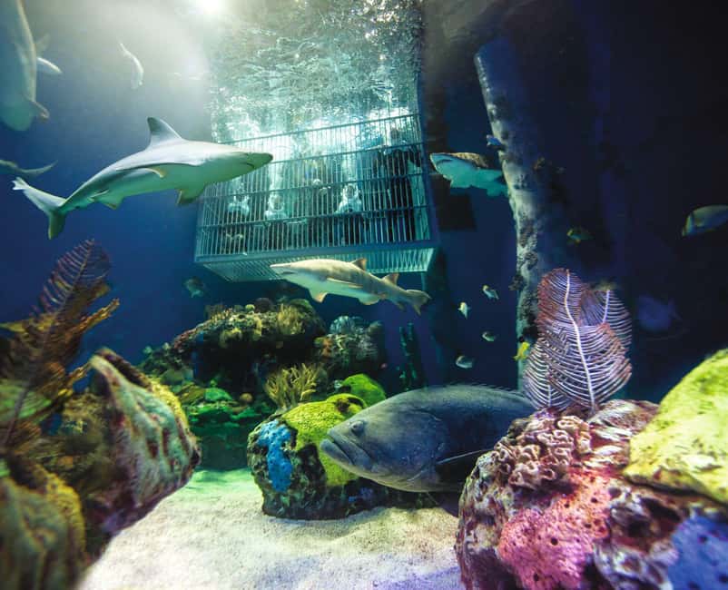 Springfield: Wonders of Wildlife National Museum & Aquarium - Aquarium Adventure: 1.5 Million Gallons of Underwater Scenes