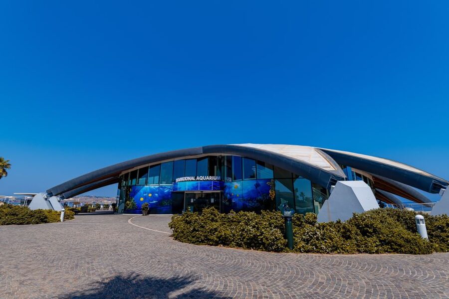 St Paul's Bay: Malta National Aquarium Entry Ticket - St Paul’s Bay starfish-shell: getting oriented fast