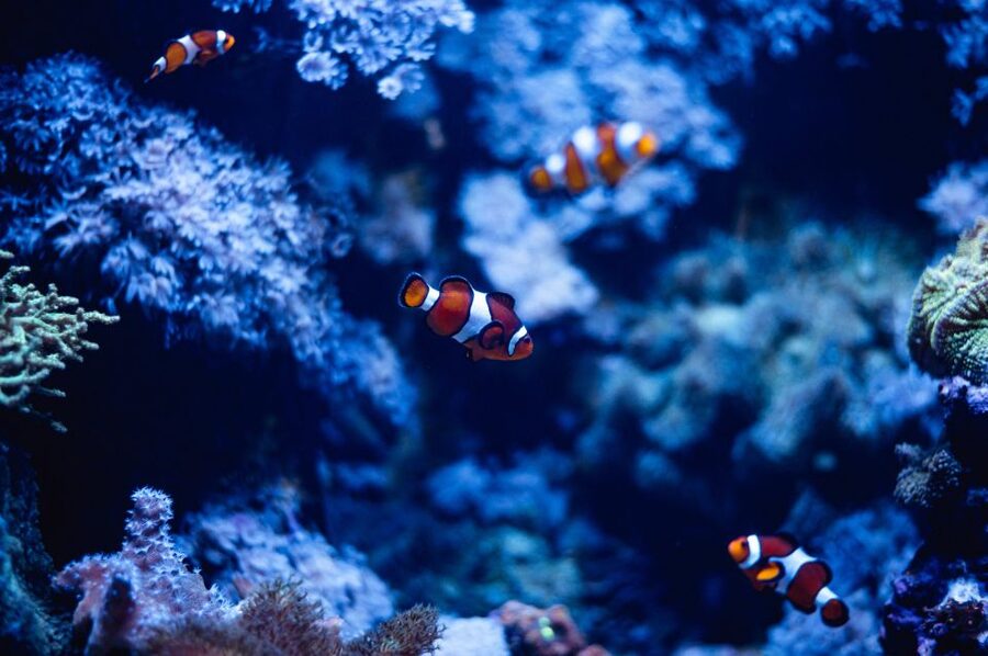 St Paul's Bay: Malta National Aquarium Entry Ticket - Walk-through tunnel and 51 tanks: how to pace your route