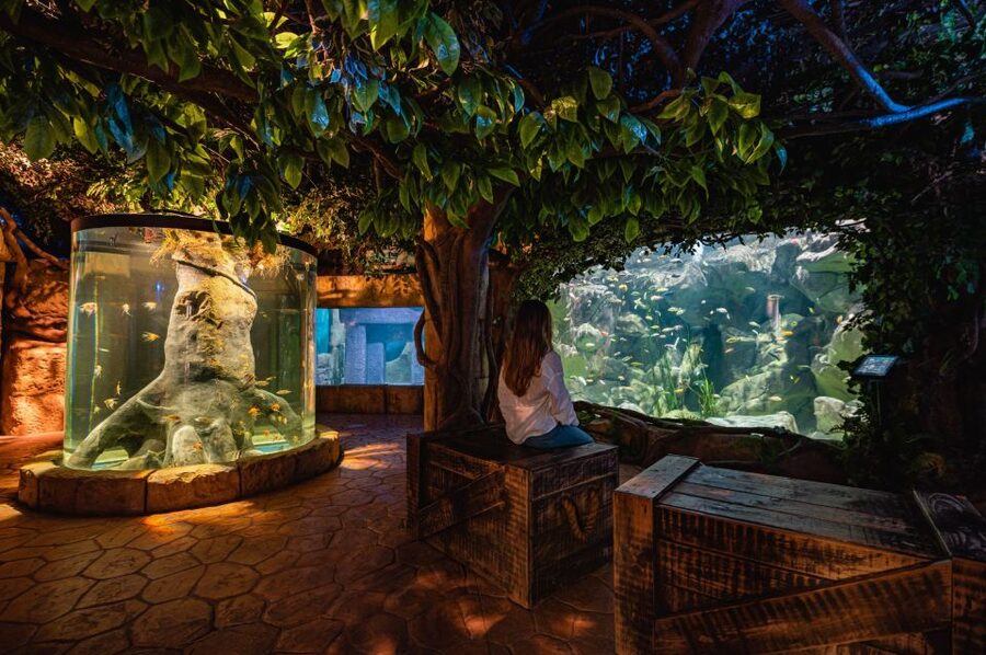 St Paul's Bay: Malta National Aquarium Entry Ticket - Marine life variety: what you’ll actually notice in the tanks