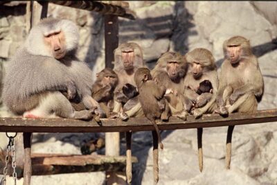 Stockholm: The Skansen Aquarium Entry Ticket - Price and value: $18 is just for Skansen-Akvariet