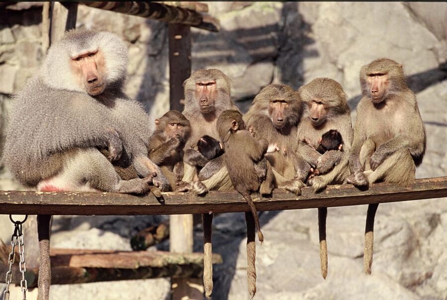 Stockholm: The Skansen Aquarium Entry Ticket - Price and value: $18 is just for Skansen-Akvariet