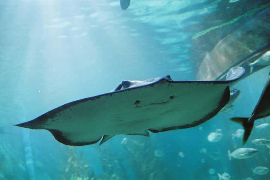 Sunshine Coast: SEA LIFE Sunshine Coast Entry Ticket - Key highlights worth your attention