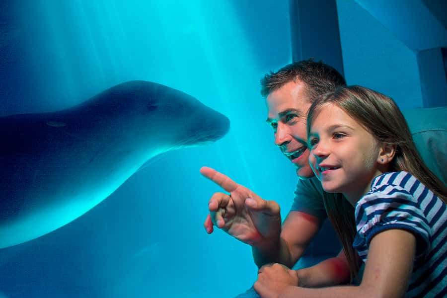Sunshine Coast: SEA LIFE Sunshine Coast Entry Ticket - SEA LIFE Sunshine Coast in Mooloolaba: what the visit feels like