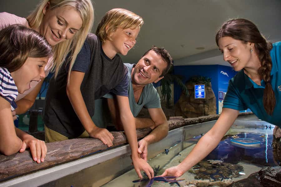 Sunshine Coast: SEA LIFE Sunshine Coast Entry Ticket - Ocean tunnel and showtime moments: how to get your biggest impact