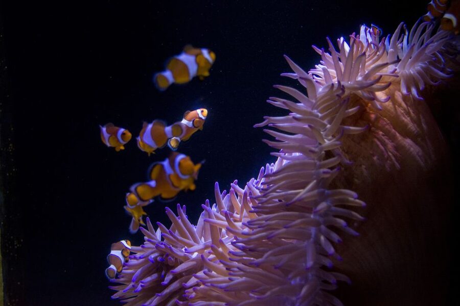 Sunshine Coast: SEA LIFE Sunshine Coast Entry Ticket - Seahorse Sanctuary and Pacific Reef: calm, colorful, and worth your pause