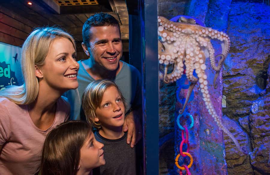 Sunshine Coast: SEA LIFE Sunshine Coast Entry Ticket - Jellyfish Kingdom, moray eels, and the 650-million-year wow factor