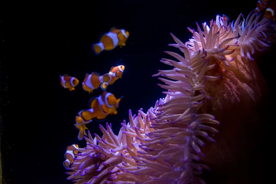 Sunshine Coast: SEA LIFE Sunshine Coast Entry Ticket - Billabongs, freshwater sawfish, barramundi, and local conservation themes