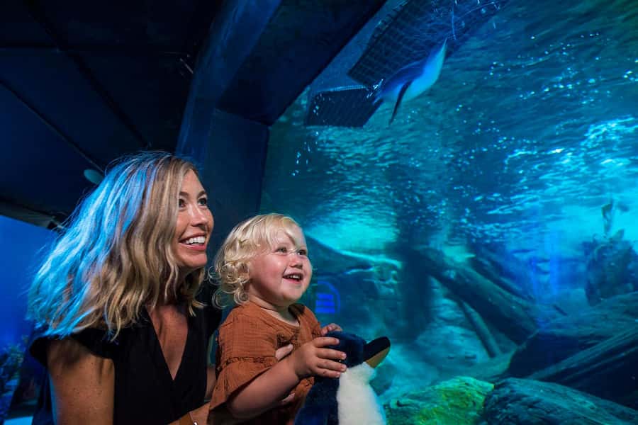 Sunshine Coast: SEA LIFE Sunshine Coast Entry Ticket - Wreck Zone and Reef storytelling: what the new Coastal Wreck area adds