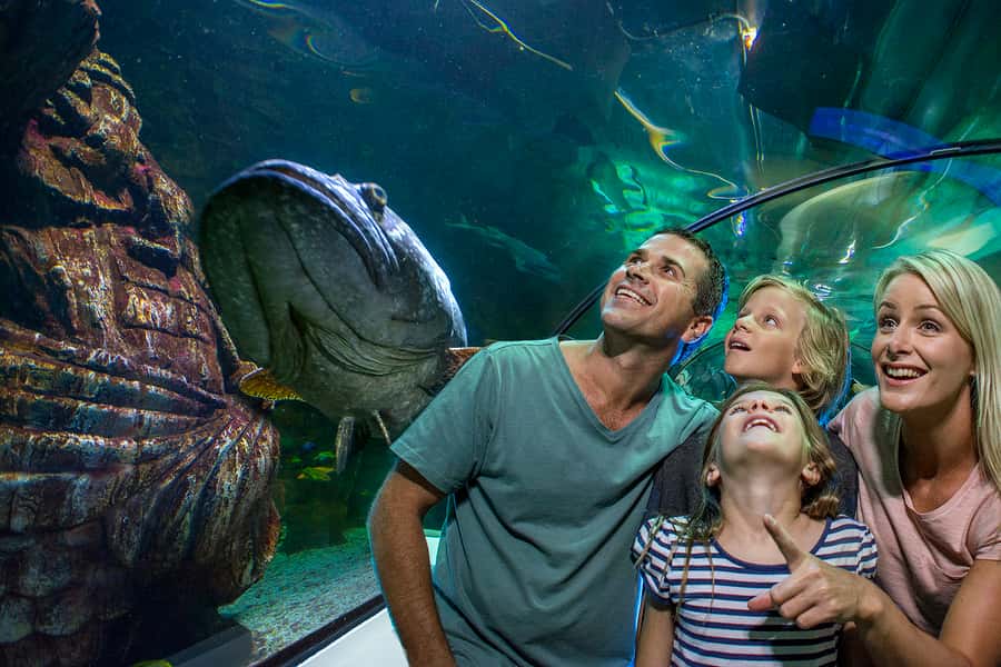 Sunshine Coast: SEA LIFE Sunshine Coast Entry Ticket - Getting oriented: the zones that structure your 90–120 minutes