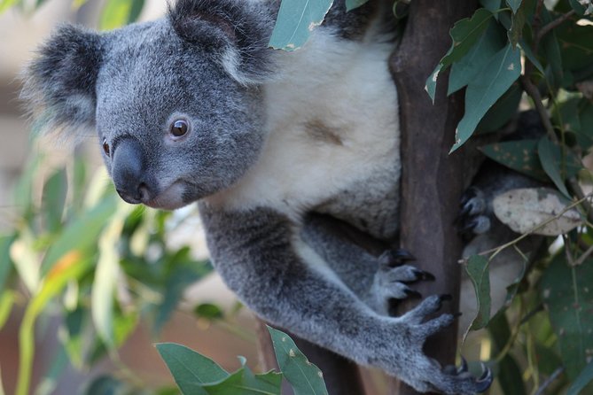 Sydney Attractions Pass: SEA LIFE Aquarium, Sydney Tower Eye, WILD LIFE Zoo and Madame Tussauds - Sydney Tower Eye: Fast Orientation at 250 Metres