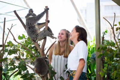 Sydney Attractions Pass: SEA LIFE Aquarium, Sydney Tower Eye, WILD LIFE Zoo and Madame Tussauds - The Real Value Math Behind $38.73