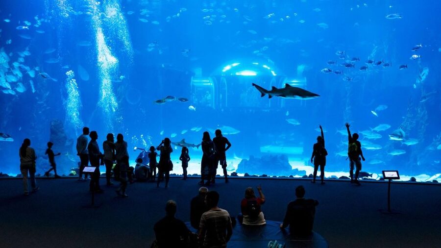 Tenerife: Gran Canaria Full-Day Guided Tour with Aquarium - Guides and group pace: what makes it work, and what can feel long