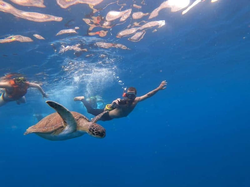 Tenerife: Kayak & Snorkel Tour with Snacks & Sea Life Safari - Entering the day: Mana Kayak to the beach in minutes