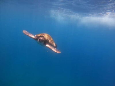Tenerife: Kayak & Snorkel Tour with Snacks & Sea Life Safari - Playa Los Cristianos paddle: getting your bearings fast