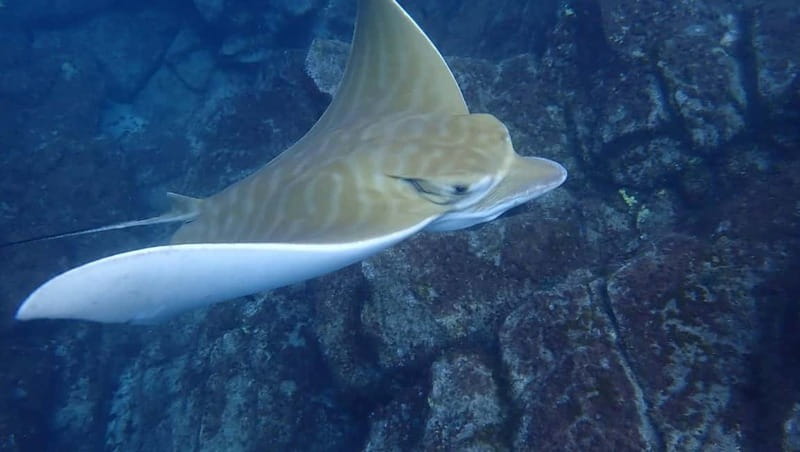 Tenerife: Kayak & Snorkel Tour with Snacks & Sea Life Safari - Timing, weather, and comfort: how to prepare your body