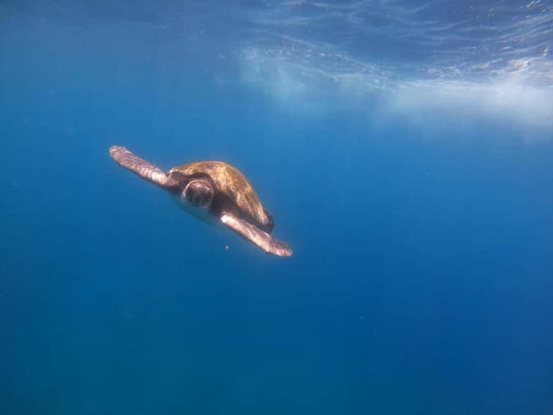 Tenerife: Kayak & Snorkel Tour with Snacks & Sea Life Safari - Playa Los Cristianos paddle: getting your bearings fast