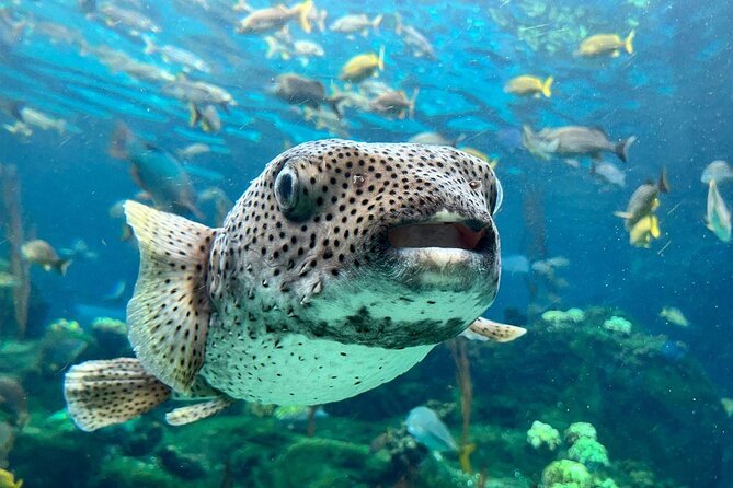 The Florida Aquarium in Tampa General Admission - Key points before you go