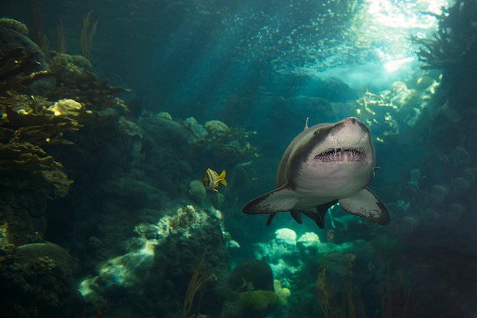 The Florida Aquarium in Tampa General Admission - Comfort and navigation: strollers, wheelchairs, and scooter concerns